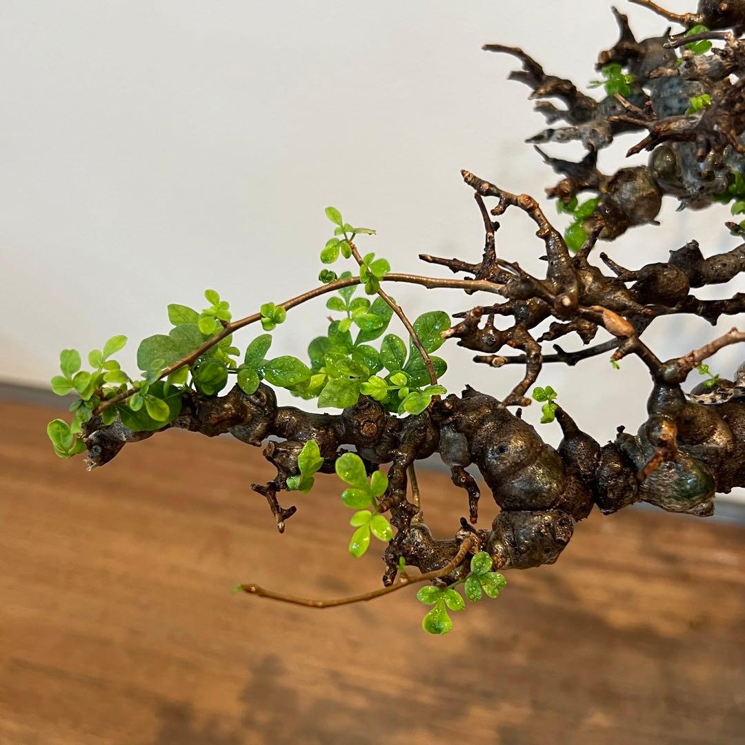 【希少株】コミフォラ エイル 現地球 発根済 塊根植物 サボテン コーデックス