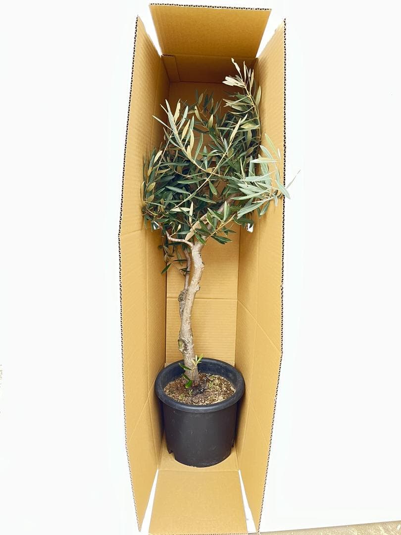 オリーブの木　シプレシーノ　約170cm　NO.1932　大型　現品掲載　古木