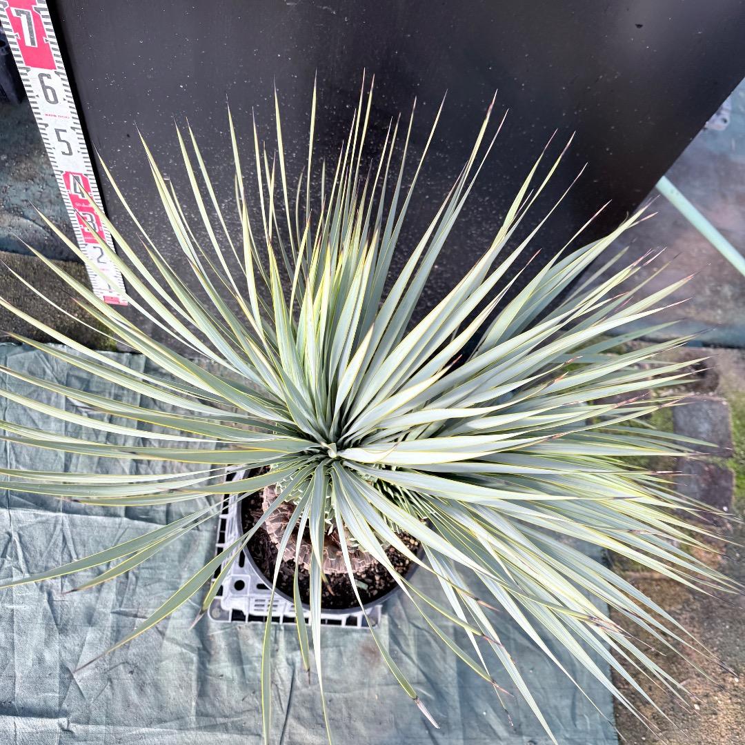 【AL1111】ユッカ　ロストラータ　超希少の頂上分頭　エキゾチック個体