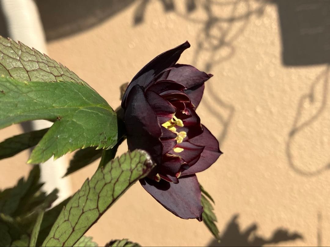 ユキノリ クリスマスローズ wa26-1