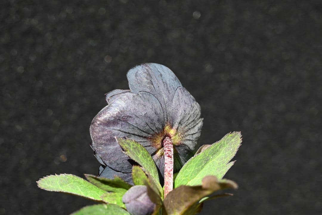 クリスマスローズ　今シーズン初！！！　美黒姫　加藤農園