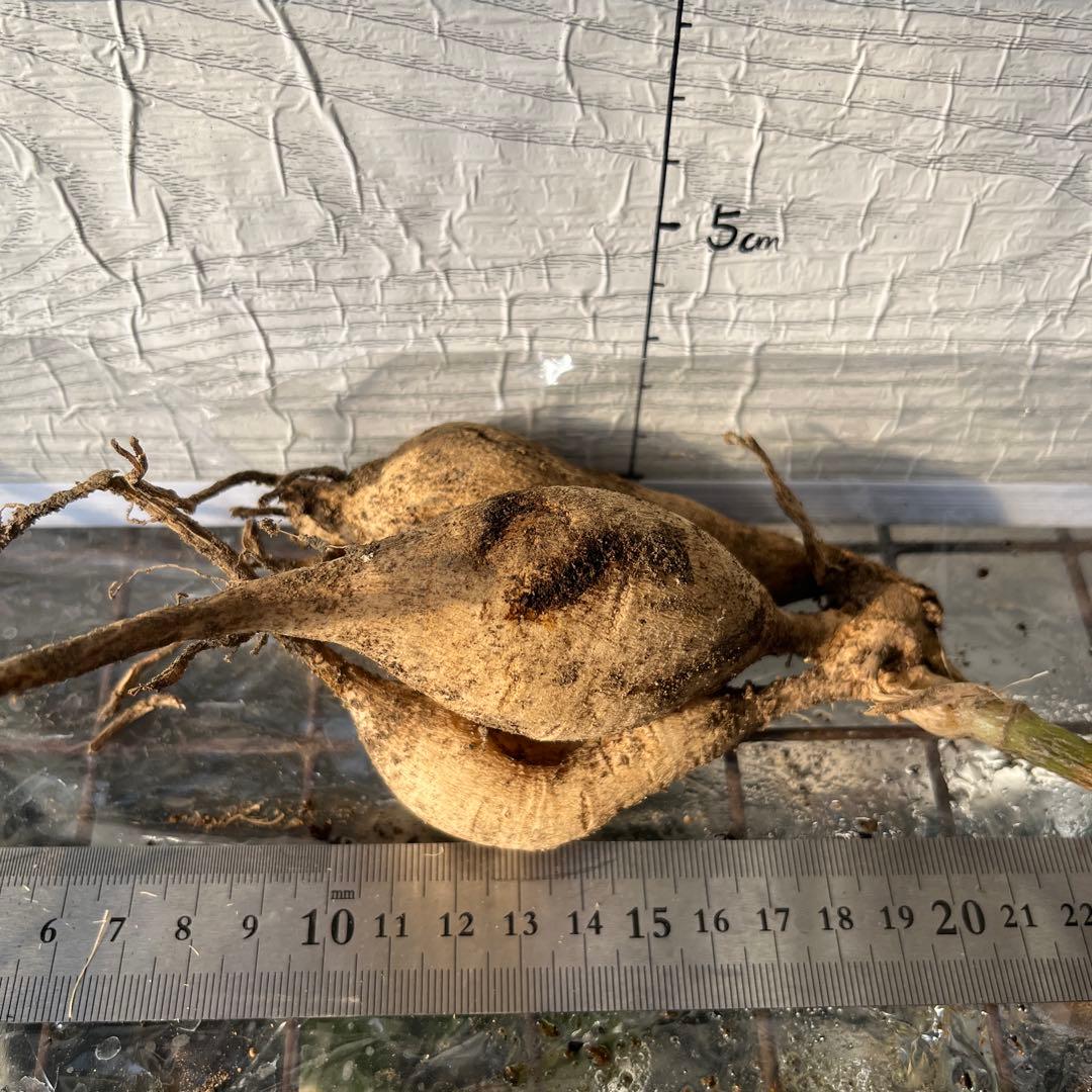 ダリア　球根(3)超レア　カフェ・○・レ