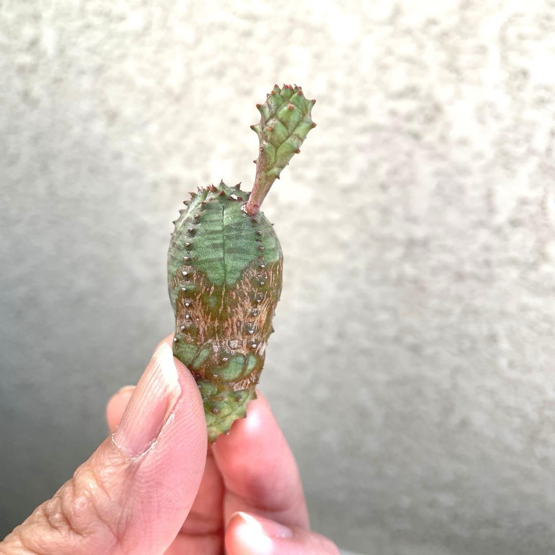 お問い合わせ中　画像更新9/25 オベサブロウ　抜き苗