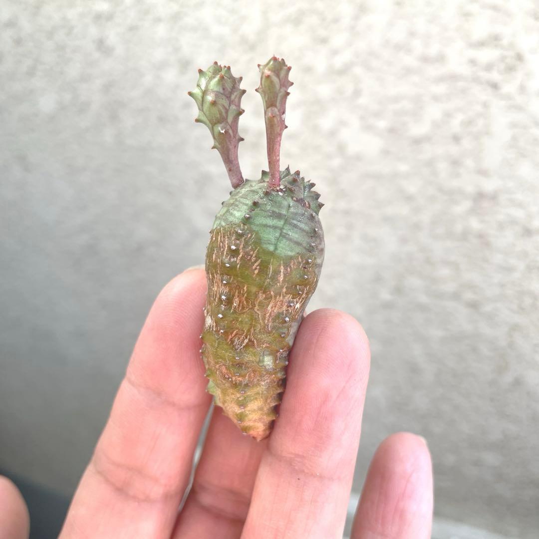 お問い合わせ中　画像更新9/25 オベサブロウ　抜き苗