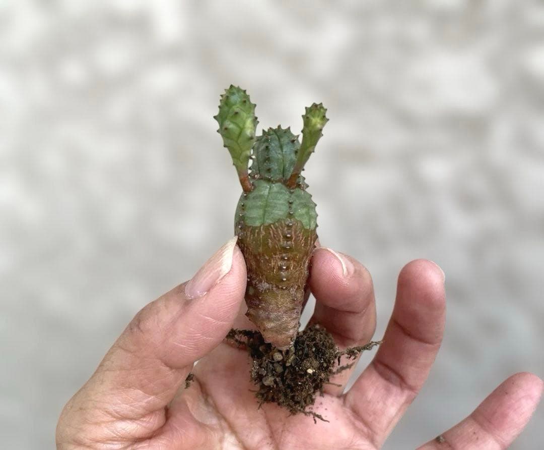 お問い合わせ中　画像更新9/25 オベサブロウ　抜き苗