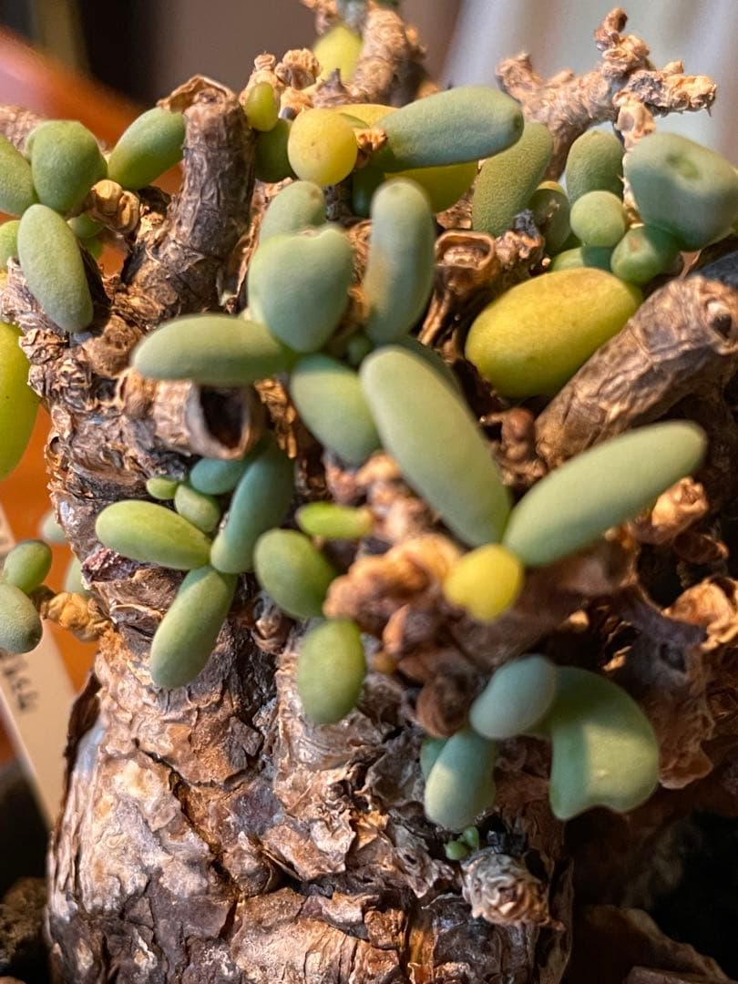 抜き苗発送【現地球／発根済】小さな巨人/粒葉ケラリア ピグマエア