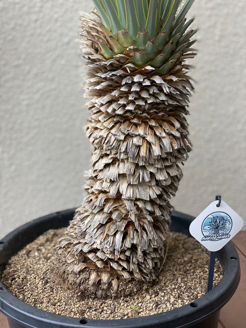 ア*キ様 ユッカ　マルデヌベスver.ロスト