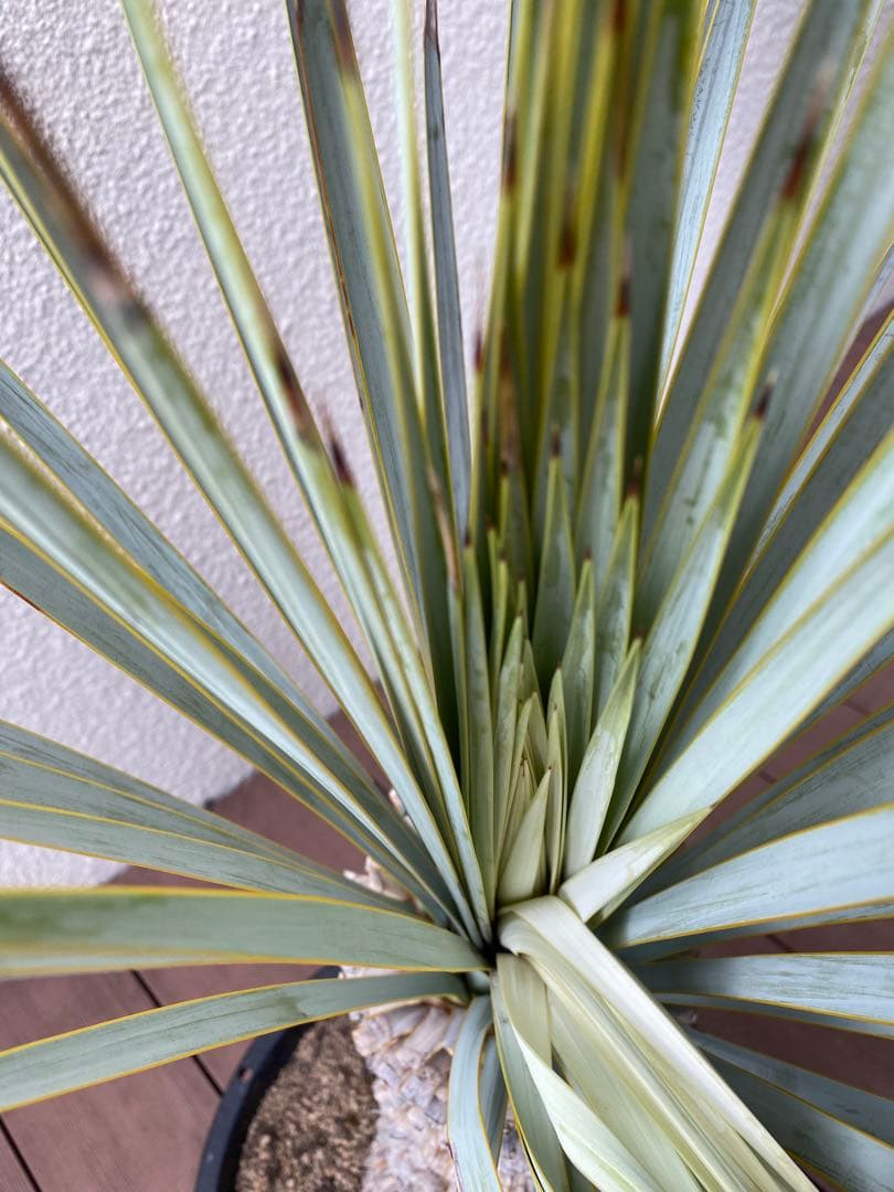 ア*キ様 ユッカ　マルデヌベスver.ロスト