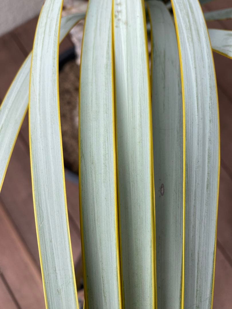 ア*キ様 ユッカ　マルデヌベスver.ロスト