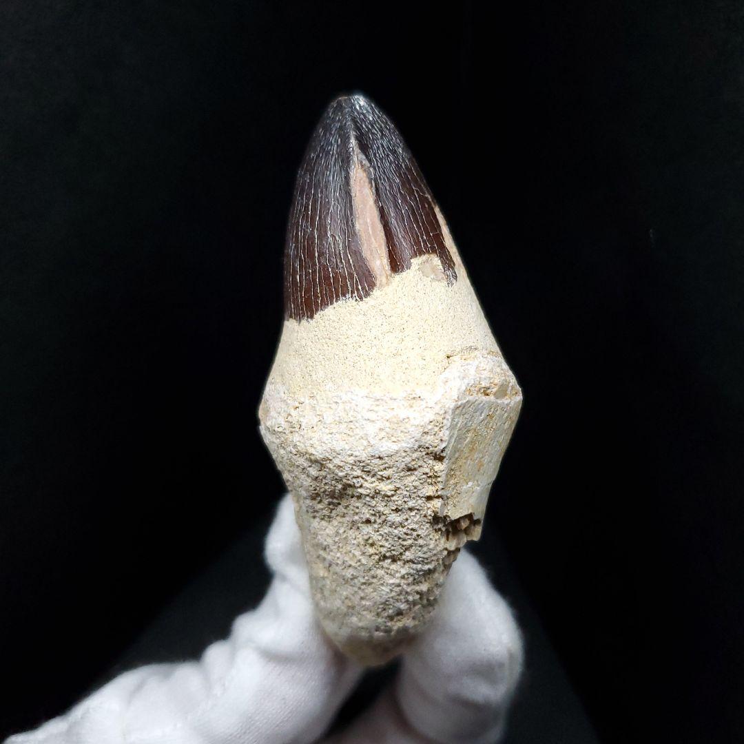 美品 歯根付き モササウルス 化石 歯 本物 モロッコ産 80mm  mos82