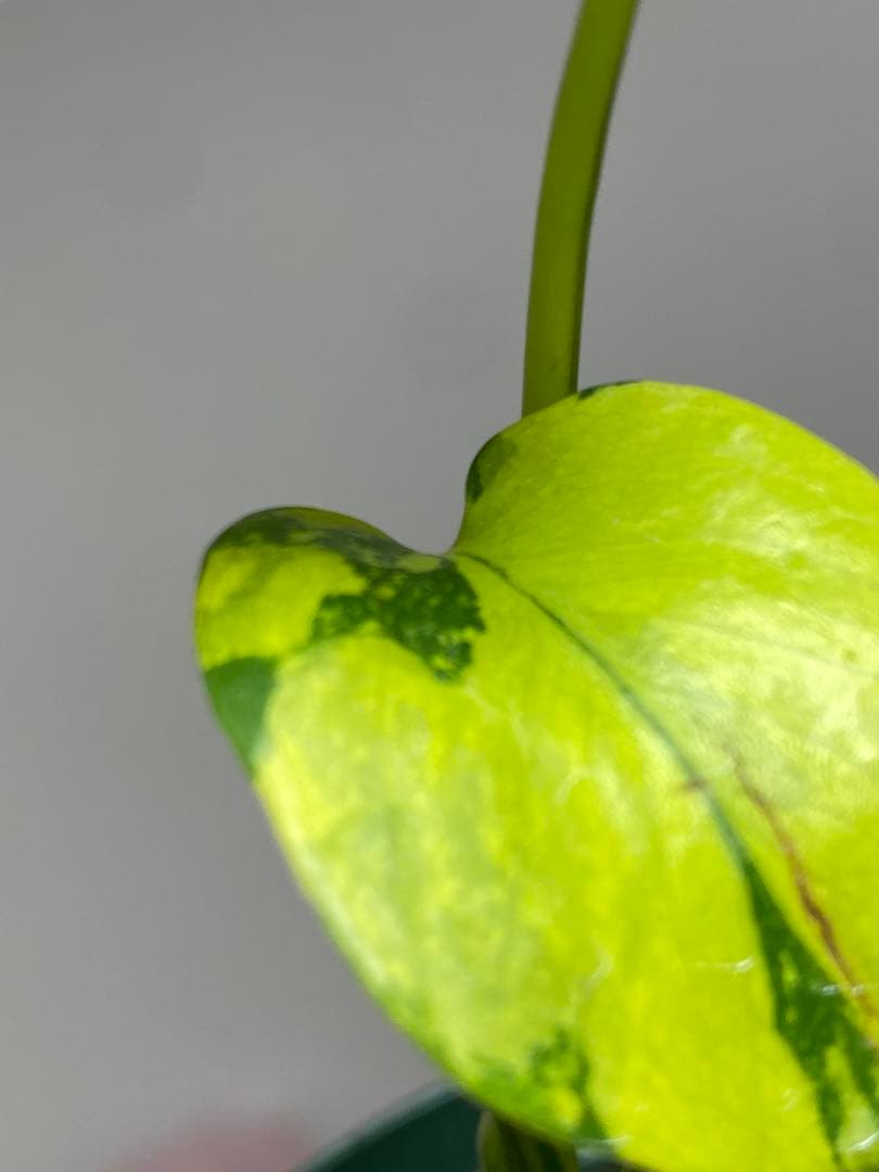 【超美株✨超希少‼️】モンステラ　エレクトロライト　斑入り　レア　人気　メルカリ便