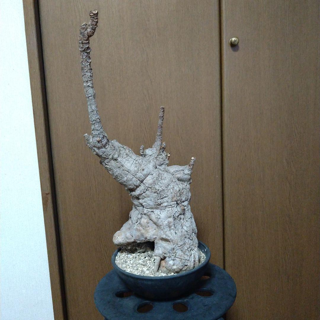 □現地球大株希少Firmiana colorataファルミアナコロラータ