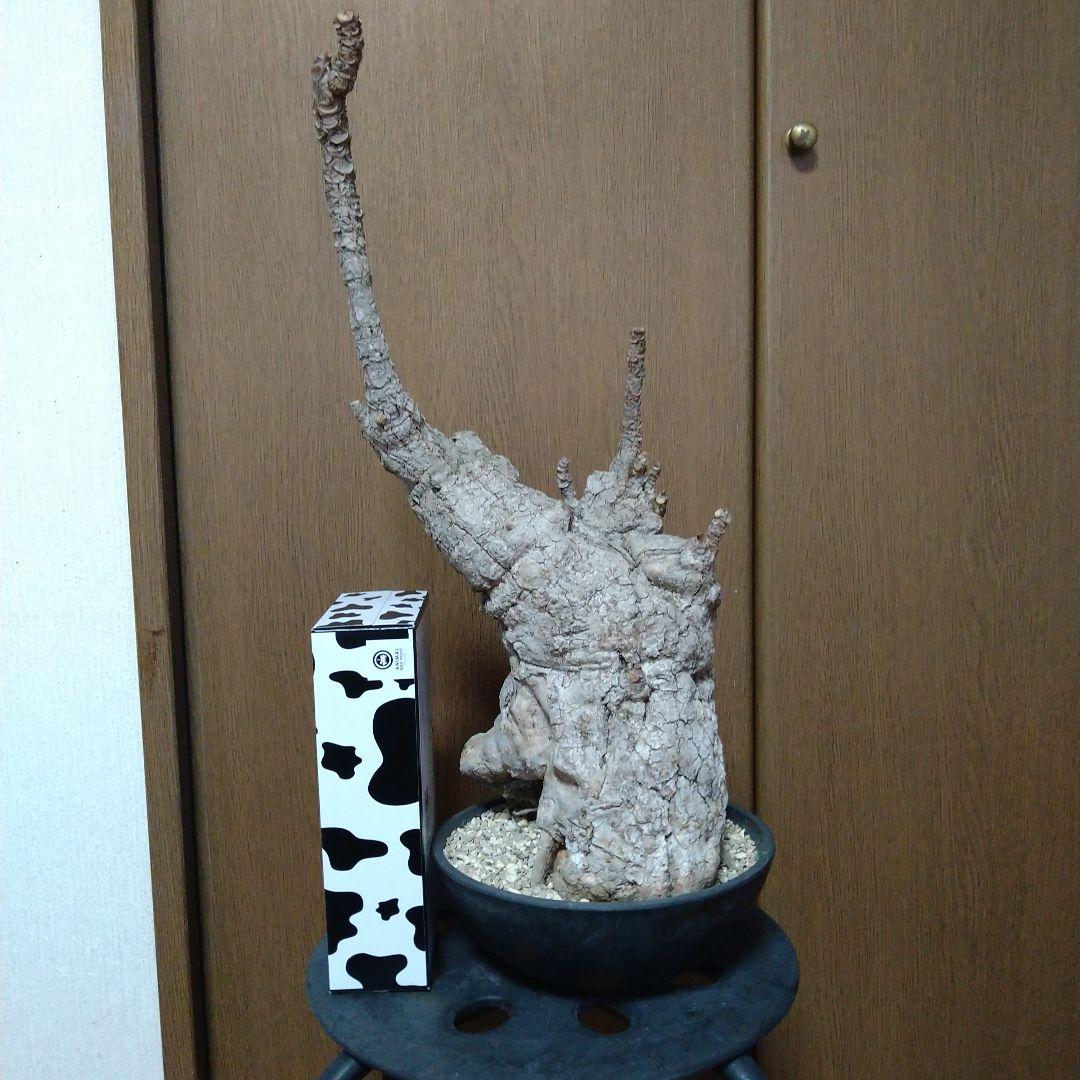 □現地球大株希少Firmiana colorataファルミアナコロラータ