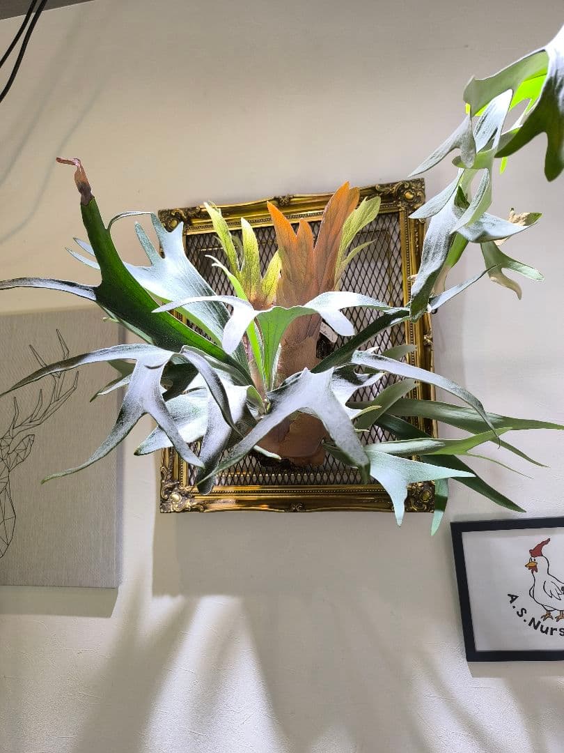 y*o様 P.Black Window