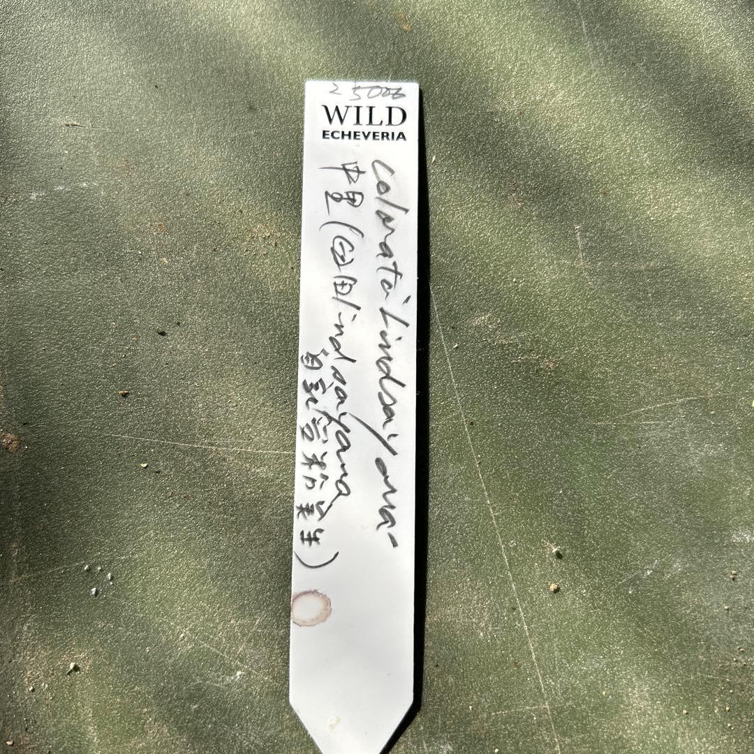 多肉植物⭐︎中里リンゼアナ⭐︎札付き⭐︎2022実生