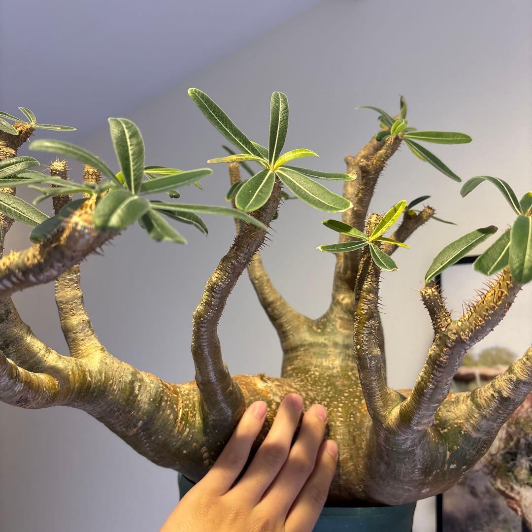 グラキリス特大　クリスマスセール