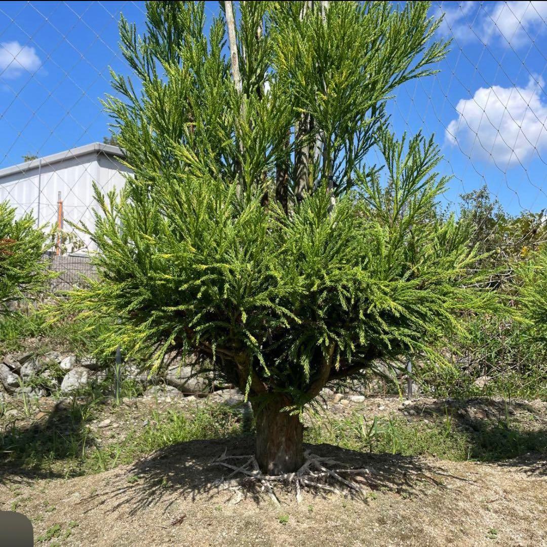 白杉、台杉『特大❗️』引き取り又は近畿地方限定配達&植込み可能。
